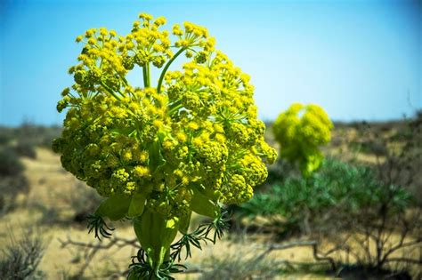 Premium Photo | Beautiful ferula plant in the desert