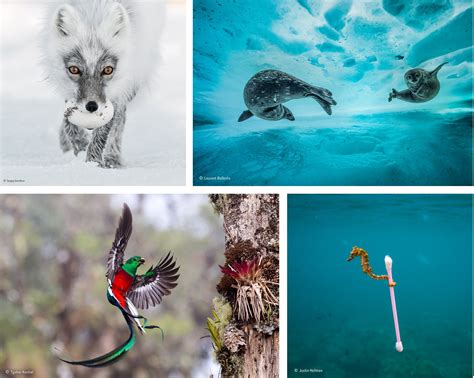 These are the finalists of Wildlife Photographer of the Year 2017 contest