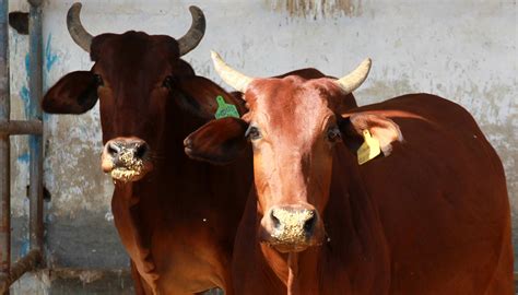 Red Sindhi Cattle Breed – Everything You Need to Know