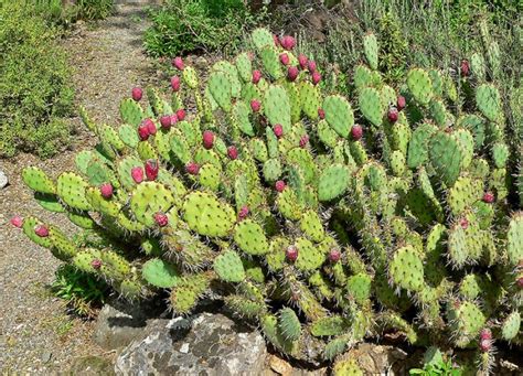 Different Types of Cactus and its Uses Along with Medicinal Benefits