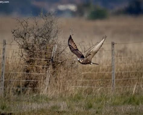 Brown falcon - Facts, Diet, Habitat & Pictures on Animalia.bio