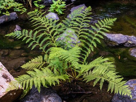 Lady Fern Plants - Learn How To Grow A Lady Fern