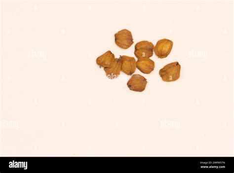 Gray alder (Alnus incana) seeds isolated on white. Riparian and gallery habitat. Endangered ...