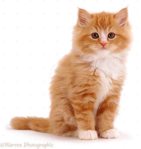 Fluffy ginger kitten photo | Fluffy kittens, Cute fluffy kittens, Baby cats