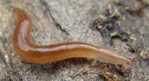 Land Planarians - The Daily Garden