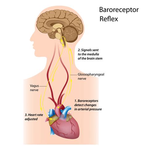 Blood Pressure: Short-term and Long-term Control Measures | Interactive ...