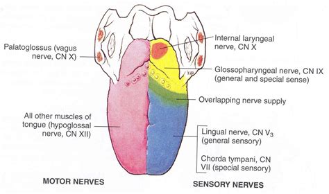 innervation of tongue | Hypoglossal nerve, Glossopharyngeal nerve ...