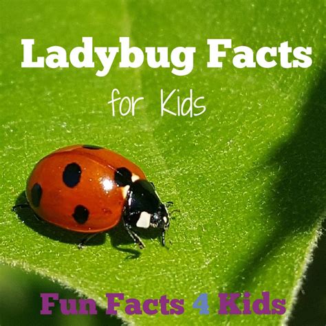 Fascinating and Fun Ladybug Facts for Kids – Fun Facts 4 Kids