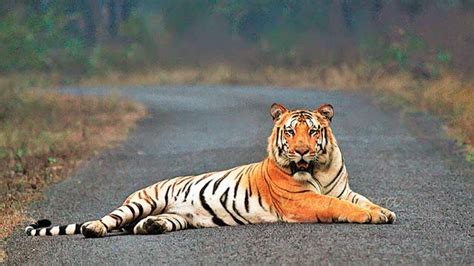 Wildlife lovers worry for state's iconic tiger Jai as news of poachers' arrest spreads