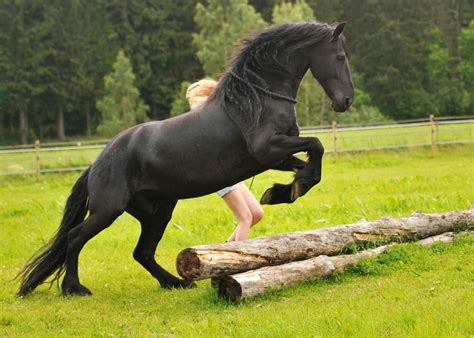 Pin på Friesian horses