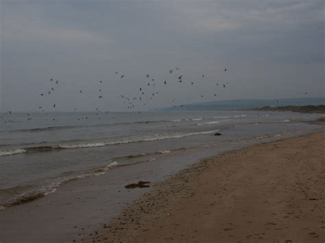 Disturbed gulls © Alec MacKinnon :: Geograph Britain and Ireland