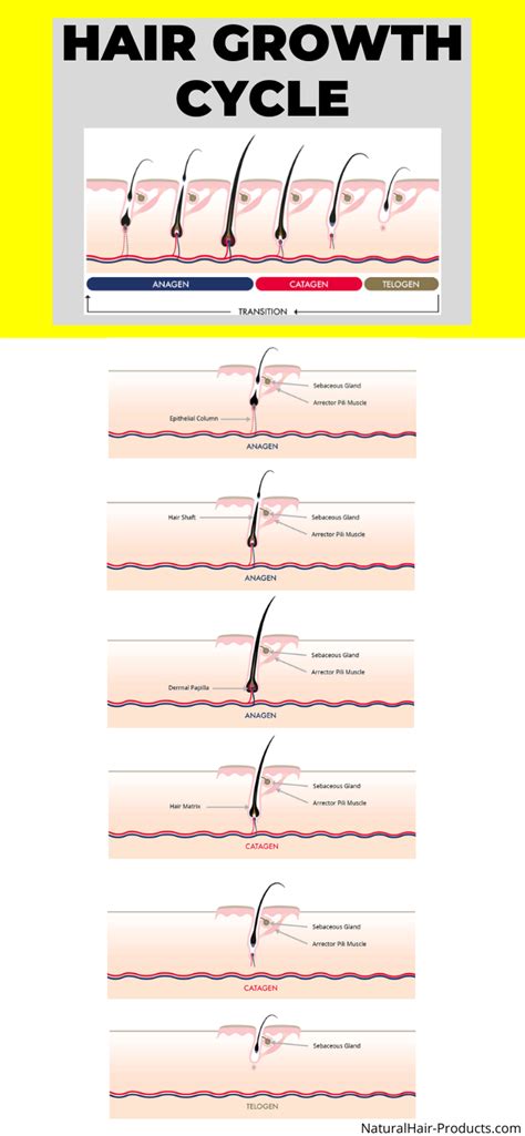 Hair Growth Cycle Explanation [Easy-to-Understand]