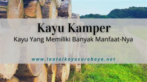 Kayu Kamper, Kayu Yang Memiliki Banyak Manfaat-Nya - Toko lantai kayu Surabaya