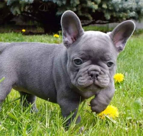 French Bulldog Colors Explained | Ethical Frenchie