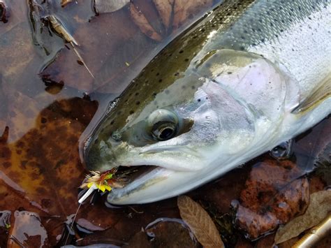 DRY LINE STEELHEAD - OREGON: Dry Fly Winter Steelhead