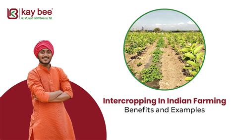 Intercropping In Indian Farming: Benefits and Examples