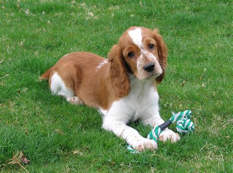 Welsh Springer Spaniel Puppy Images & Pictures - Becuo