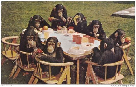 37 bästa bilderna om Chimps Tea Party på Pinterest | Parks ...