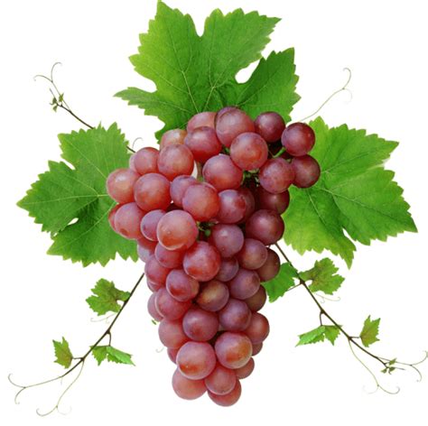 Grapes clipart transparent background, Grapes transparent background Transparent FREE for ...