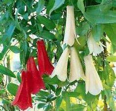 Copihue, flor Nacional de Chile. Unusual Plants, Unusual Flowers, Amazing Flowers, Beautiful ...