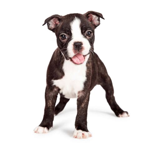 Boston Terrier Chihuahua Mix Dog Temperament, Health and cost