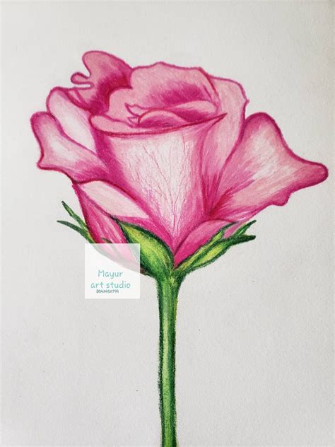 Rose Flower Bud Sketch Original Color Pencil Art/pink Red Floral ...