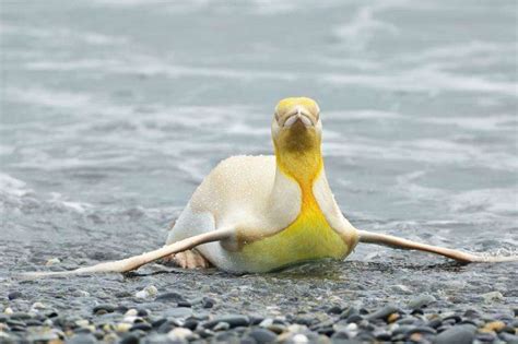 Yellow penguin is captured for the first time in our history: look at ...