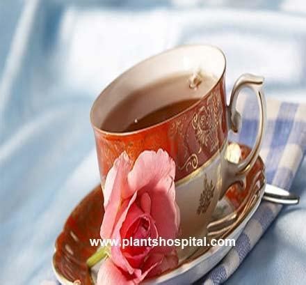 11 Best Health Benefits Of Rose Tea: Uses, Side Effects And Warnings