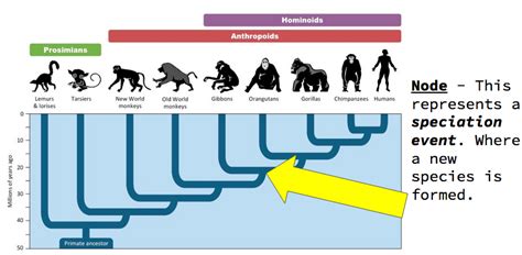 Unit 1-2: Cladistics – The Biology Classroom