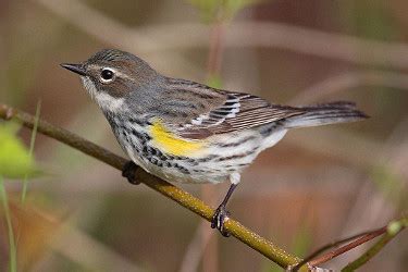 Yellow-rumped Warbler - Photos, facts, and identification tips