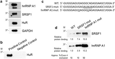 RNA pull-down analysis of SRSF1 and hnRNP A1 binding to their original... | Download Scientific ...