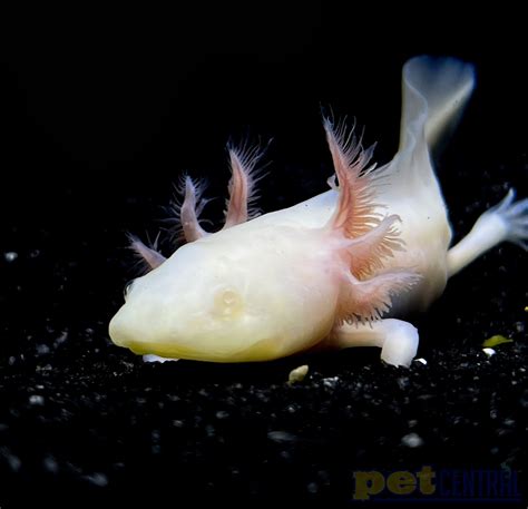 Captive Bred White Albino Axolotls for Sale - Pet Central - Pet Central