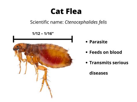 How to Get Rid of Cat Fleas