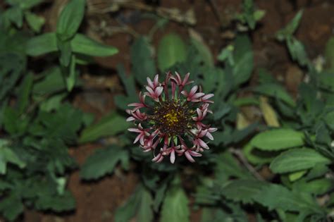 Can anyone identify this Asteraceae species.....?