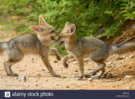 Cape fox pups playing, Kgalagadi Transfrontier Park, encompassing the former Kalahari Gemsbok ...