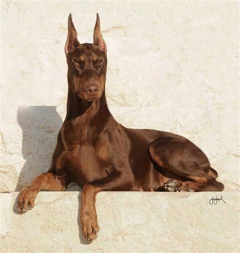 Pin on Doberman Pinscher