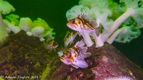 Copper Rockfish Brigade Reef – Marine Life Sanctuaries Society