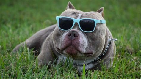 Health Issues In Merle - Why To Avoid It in The American Bully Breed ...