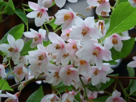 Styrax japonicus - Trees and Shrubs Online