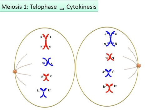 Meiosis 1 Cytokinesis 1