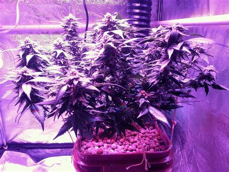 7+ Best 600 watt LED Grow Light Reviews - A Buyer's Guide