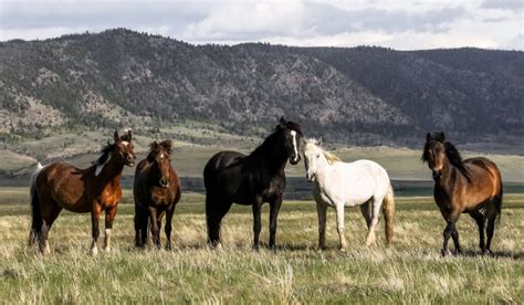 35 Facts About Wild Horses and Mustangs - Helpful Horse Hints