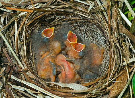 Snow Bunting Nest Stock Photos, Pictures & Royalty-Free Images - iStock