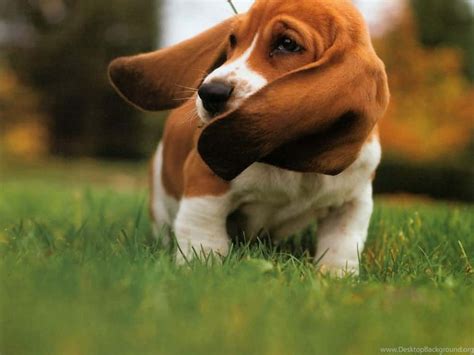 The 114 Most Popular Basset Hound Names