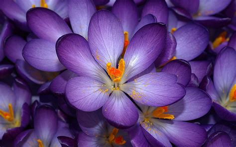 Purple Crocus wallpaper | 1680x1050 | #7531