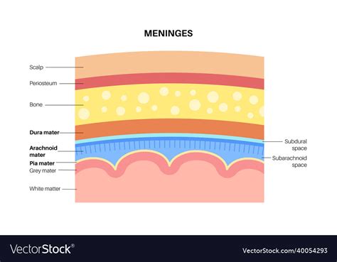 Meninges anatomy diagram Royalty Free Vector Image