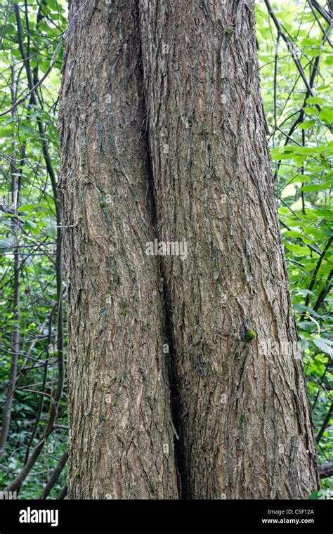 Bark of American Elm - (Ulmus americana) tree - during the summer ...