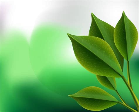 Realistic 3d tea green leaves vector background illustration. Closeup nature design isolated ...