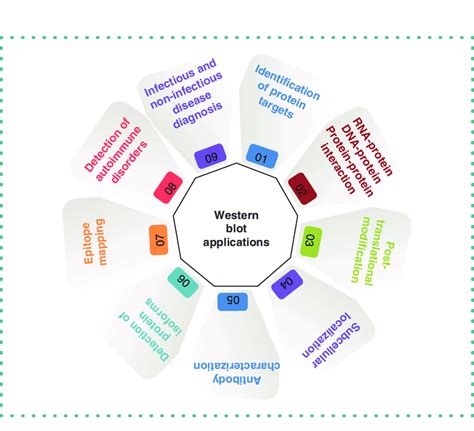 Applications of western blotting. Diagram depicts various applications ...