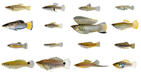 Sex differences in the evolution of live-bearing fish | ScienceBlogs